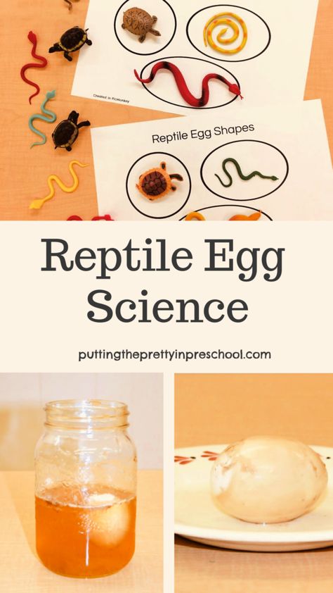 Reptile Science Experiment, Reptile Science Activities, Middle School Zoology, Reptile Projects For Preschool, Turtle Science Activities, Reptile Activities For Kindergarten, Reptile Stem Activities, Reptile Science Activities For Preschool, Reptiles For Preschoolers