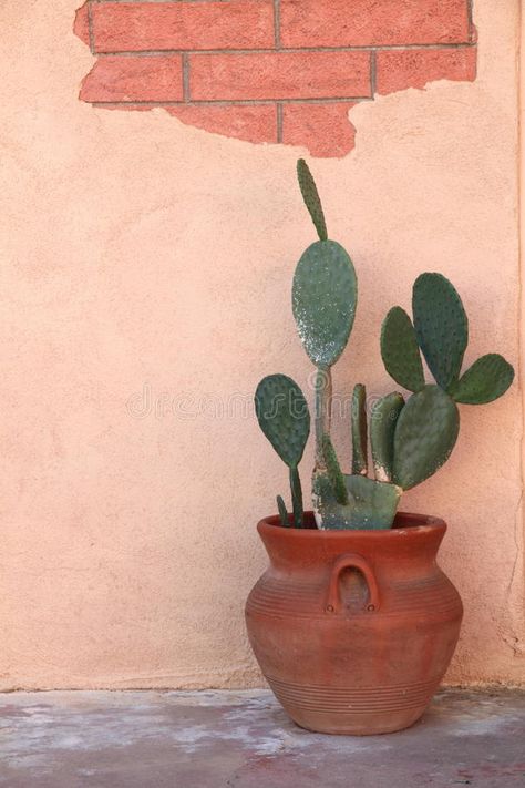 Cactus in Terra Cotta Pot. Prickly pear cactus in terra cotta pot with exposed b #Sponsored , #Affiliate, #PAID, #Cotta, #Cactus, #Terra, #Pot Prickly Pear Cactus In Pot, Cactus In Terracotta Pot, Plants In Terra Cotta Pots, Cactus Prickly Pear, Prickly Pear Cactus Potted, Cactus Pots Ideas, Terra Cotta Aesthetic, Cactus Terracotta, Cactus Mexico