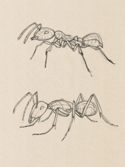 Ant Insect Sketches, Painting Of Ant, Ant Drawing Reference, Bug Drawing Reference, Bug Sketches Drawing, Ant Drawing Cute, Ants Drawings, Bug Drawing Insects, Insect Drawing Sketchbooks