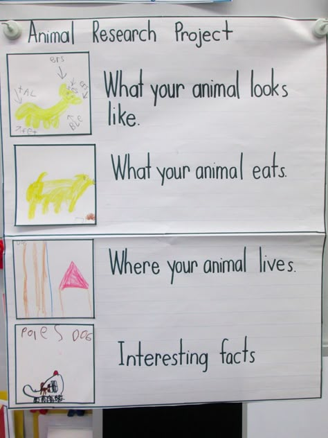 Animal research project anchor chart - for our farm unit before the pumpkin patch visit or around our trips to the aquarium and zoo!  collaborate with library teacher! Animal Research Project, Animal Research, Non Fiction Writing, Farm Unit, 2nd Grade Writing, 1st Grade Science, First Grade Science, 1st Grade Writing, First Grade Writing