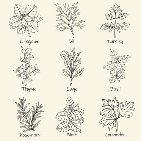 Herbs Drawing, Leaf Doodles, Shrinky Dink Art, Herb Embroidery, Freehand Sketch, Herbs Illustration, Grimoire Ideas, Herb Labels, Plant Sketches