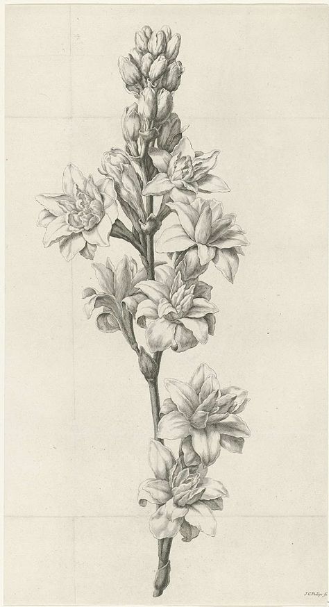 Pencil Drawings Of Flowers, Calories Burned, Illustration Botanique, Flower Sketches, Plant Drawing, Art Et Illustration, Botanical Drawings, Plant Illustration, Art And Illustration