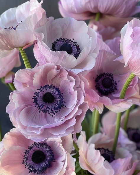 Anemone Flower Aesthetic, Anemone Varieties, Panda Anemone, Lilies Of The Field, Anemone Flowers, Botanical Photography, Strange Flowers, Aisle Flowers, Macro Flower