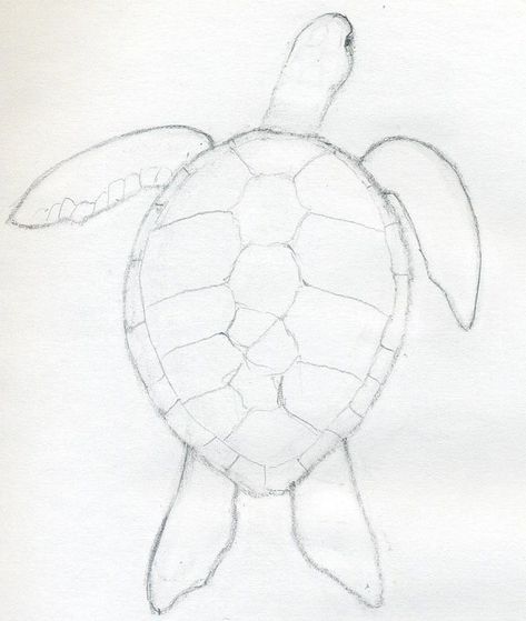 Turtle Sketch, Sea Turtle Drawing, Easy Pencil Drawings, Painted Gifts, Easy Animal Drawings, Turtle Drawing, Drawing Eyes, Animals Design, Creation Art