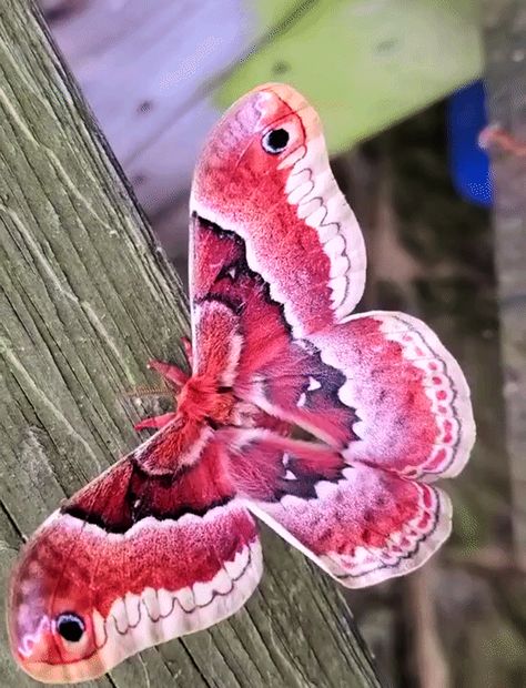 Butterflies Wings, Butterfly Migration, Butterfly And Moth, Beautiful Butterfly Pictures, Beautiful Butterfly Photography, Moth Caterpillar, Butterfly Species, Moth Art, Wild Animals Pictures