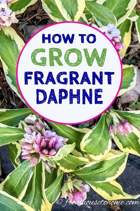 Learn Daphne plant care steps that will have you growing these fragrant shrubs with pretty flowers and often evergreen leaves in no time! #fromhousetohome  #deerresistant #fragrantflowers #shadelovingshrubs #shadeplants  #gardens Daphne Shrub, Daphne Plant, Small Evergreen Shrubs, Shade Loving Shrubs, Plants Under Trees, Florida Landscaping, Shade Shrubs, Garden Growing, Toast Casserole