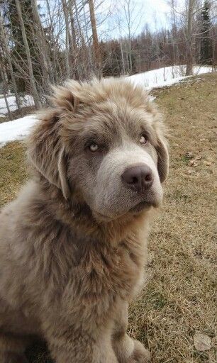 Rare silver colored Newfoundland puppy. It actually looks kind of sinister.. Newfoundland Dog Aesthetic, Massive Dog Breeds, Beautiful Dog Pictures, Newfoundland Dog Puppy, Newfoundland Puppy, Massive Dogs, Family Dogs Breeds, Best Dog Names, Newfoundland Puppies