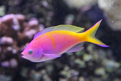 Tropical fish photos, Tropical fish Photography, tropical fish ... Tropical Fish Pictures, Beautiful Tropical Fish, Tropical Fish Tanks, Pretty Fish, Fauna Marina, Fish Breeding, Salt Water Fishing, Salt Water Fish, Pink Fish