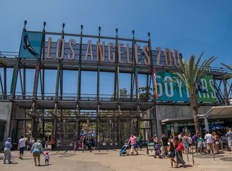 Now Go See: The Los Angeles Zoo Our review, including tips and tricks for a smooth visit to the LA Zoo. Giraffe Feeding, Los Angeles Zoo, Child Care Center, African Giraffe, City Zoo, Vacay Ideas, Zoo Ideas, Harbor City, Animal Conservation