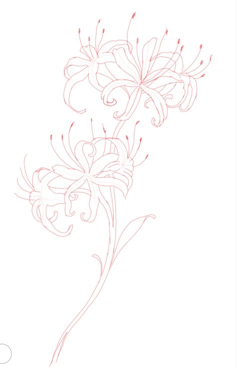 Spider Lilies Tattoo Design, Red Spider Lily Flower Drawing, Spider Lily Behind Ear Tattoo, Spider Lily Drawing Tattoo, Easy Lilly Drawing, Simple Spider Lily Tattoo, Red Spider Lily Sketch, Spiderlily Drawing Sketches, How To Draw Red Spider Lily