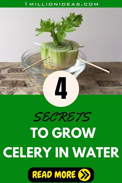 4 Secrets To Grow Your Own Celery In Water At Home Regrowing Celery In Water, How To Regrow Celery In Water, Growing Celery From Stalk, How To Grow Celery From Stalk, Grow Celery From Stalk, Planting Celery, Regrowing Celery, How To Grow Celery, Regrow Celery