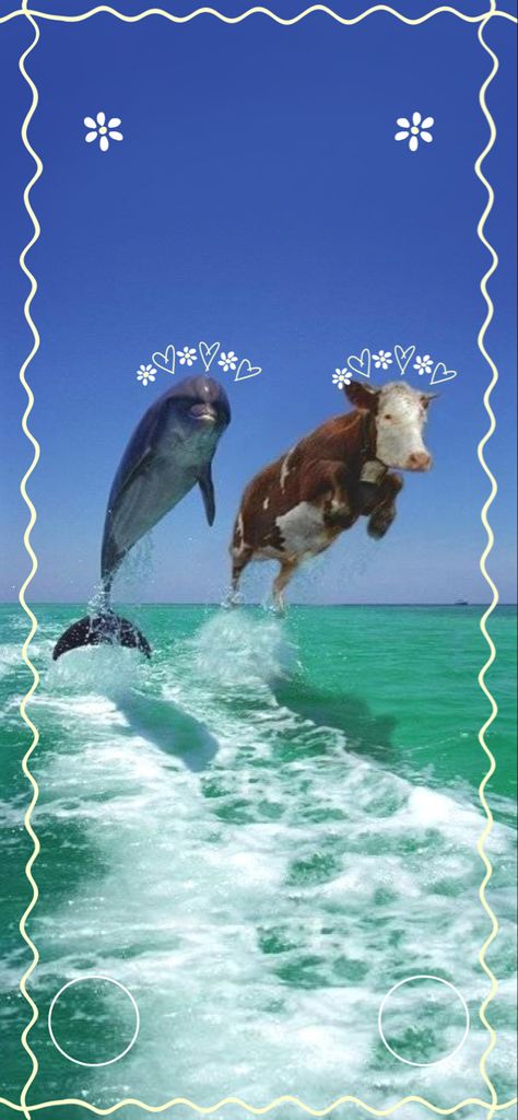 Cow And Dolphin, Dolphin Wallpaper Iphone, Iphone 13 Lockscreen, Dolphin Wallpaper, Cow Wallpaper, Ocean Iphone, Cute Cow, Cute Cows, Time Capsule