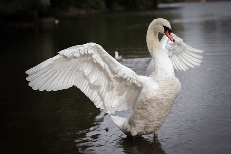 Swan with Open Wings" | “It doesn't matter if you're born i… | Flickr Swans Flying, Swan Wings, Open Wings, Mute Swan, Animal Study, Bird Wings, White Swan, In Flight, Wild Birds