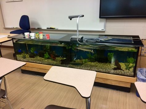 21 Teachers Who Know How To Keep Their Students Interested Desk Fish Tank, Desk Aquarium, Teachers Desk, 7th Grade Social Studies, Science Classroom Decorations, Teachers Room, Social Studies Classroom, Social Studies Teacher, Chemistry Teacher