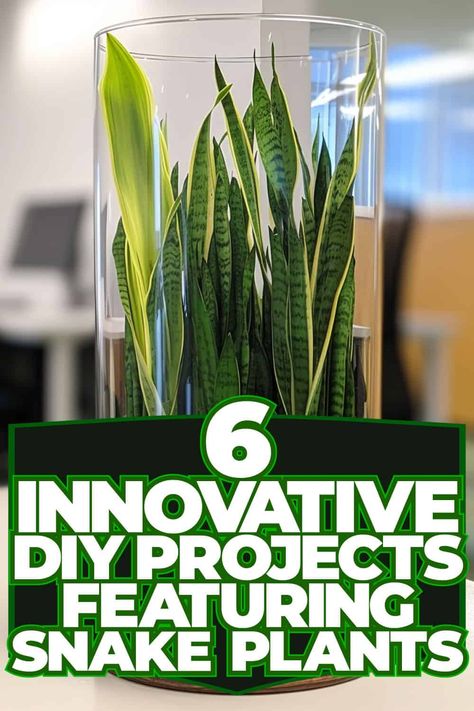 Innovative DIY Projects: Snake Plants Plants In Glass Jars, Snake Plant Decor, Snake Plant Varieties, Best Air Purifying Plants, How To Grow Herbs, Plant In Glass, Plant Inspiration, Yucca Plant, Gardening Gear