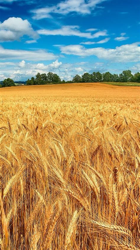 Field Wallpaper, Iphone 5 Wallpaper, Beautiful Wallpapers For Iphone, Fields Of Gold, Scenery Pictures, Wheat Field, Wheat Fields, Amazing Views, Beautiful Backgrounds