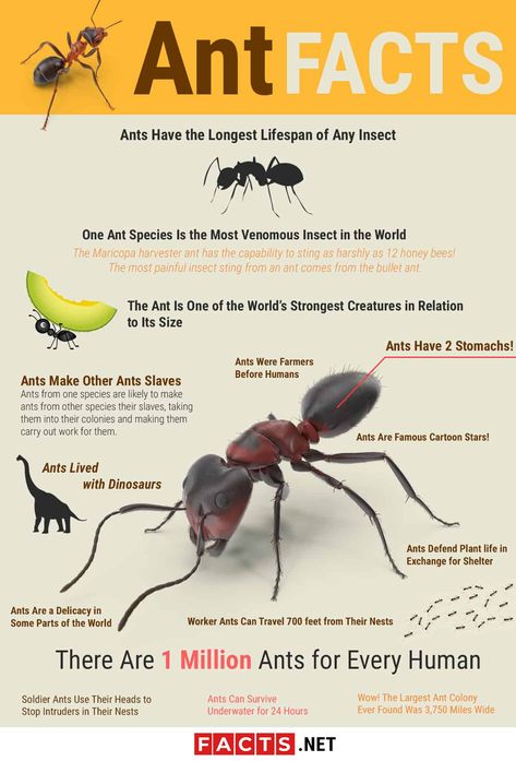 Ant Unit Study, Ant Lesson, Insects For Kids, Bug Facts, Ant Species, Insects Preschool, Homeschool Nature Study, Ant Colony, Animal Science