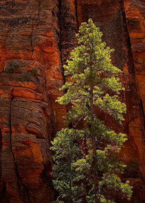 Ponderosa Pine Tattoo, Utah Tattoo Ideas, Ponderosa Pine Tree, Lined Drawing, Utah Tattoo, Pine Tattoo, Mushrooms Nature, Zion Park, Fire Lookout