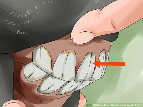 How to Tell a Horse's Age by Its Teeth (with Pictures) - wikiHow Horse Teeth, Horse Age, Horse Hacks, Equine Anatomy, Horse Behavior, Equine Veterinary, Dental Business, Horse Lessons, Healthy Horses