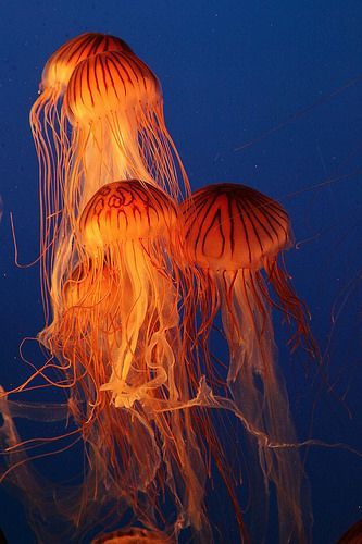 Jellyfish | From Vancouver and Seattle Aquariums. | Andy Szeto | Flickr #jellyfish #explore #ocean #underthesea Jellyfish Facts, Jellyfish Lantern, Jellyfish Illustration, Jellyfish Photography, Jellyfish Tank, Jellyfish Decorations, Jellyfish Aquarium, Jellyfish Painting, Creature Marine