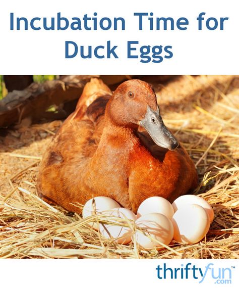 Hatching Duck Eggs, Backyard Ducks, Duck Breeds, Chicken Incubator, Raising Ducks, Urban Chickens, Wild Duck, Backyard Poultry, Duck Eggs