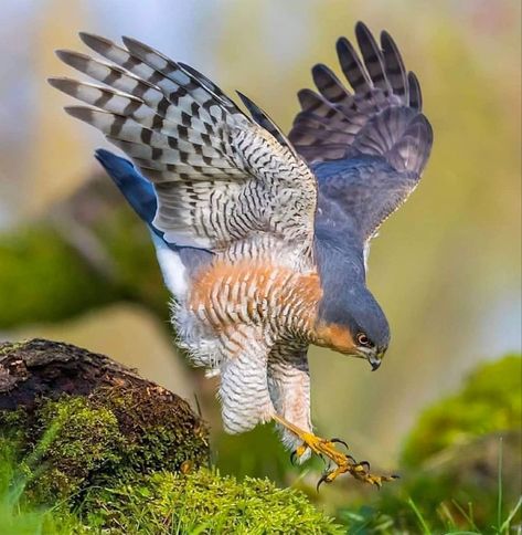 A small bird of prey that specializes in catching woodland birds. Found throughout Europe, Africa and Asia. Sparrow Hawk, Raptor Bird Of Prey, Raptors Bird, Bird Hunter, Sparrowhawk, Finches, Sparrows, Nature Birds, Bird Pictures