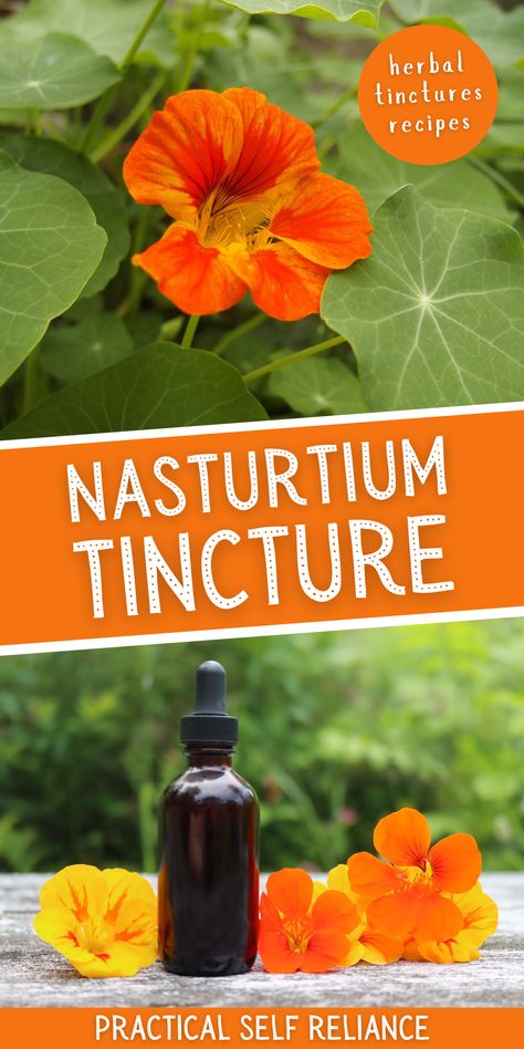 Nasturtium Infused Oil, Diy Tinctures Recipes, Cilantro Tincture Recipe, Purslane Tincture Recipe, Fever Few Tincture, Peach Pit Tincture, What Is A Tincture, Feverfew Tincture Recipe, Fig Leaf Tincture