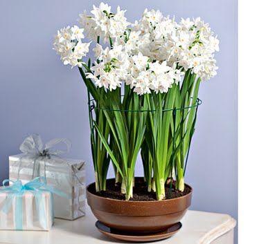 According to  Pure Style Home ~ If you're forcing paperwhites (narcissus) this winter, try adding alcohol to the water to keep the plants from becoming too leggy. Use just water until the first sign of a green shoot arrives and then use approx 1 part alcohol to 10 parts water. Or check here for more info: http://gardening.about.com/od/forcingandprechilling/qt/PaperWhites_Alc.htm Forced Bulbs, Centrepiece Christmas, Forcing Bulbs, Paper Whites, Narcissus Bulbs, Holiday Flowers, Flower Bulbs, Holiday Flower, Flower Inspiration