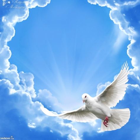 He rose from the dead. Hallelujah Hosanna Blessed be the name of the Lord. Heaven Pictures, Dove Painting, Dove Flying, Dove Images, Holy Spirit Dove, White Pigeon, Wordpress Templates, Dove Pictures, Heaven Art