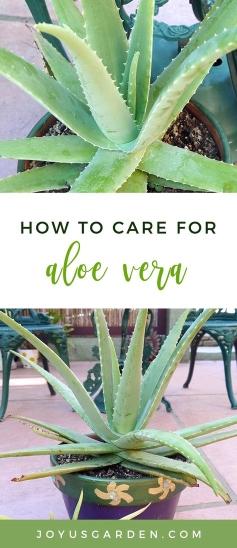 Plant Mom Aesthetic, Aloe Vera Care, Peperomia Plant, نباتات منزلية, Kitchen Plants, Philodendron Plant, Balcony Plants, Aloe Plant, Aloe Vera Plant