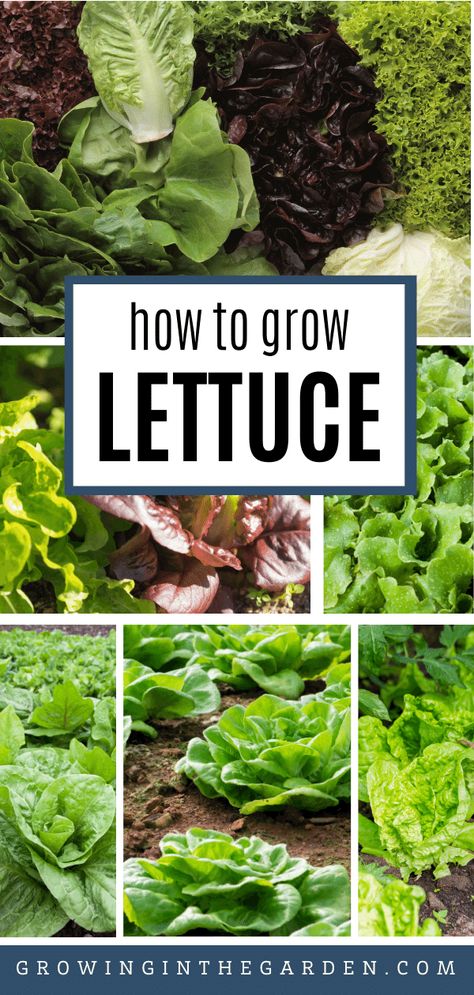 How to Grow Lettuce: 6 Tips for Growing Lettuce | Growing In The Garden Lettuce Growing, Planting Layout, How To Grow Lettuce, Greenhouse Planting, Planting Lettuce, How To Harvest Lettuce, Growing Vegetables At Home, Grow Lettuce, Arizona Garden