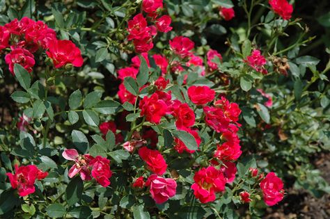 Red Drift Rose (Rosa 'Red Drift') at Echter's Nursery & Garden Center Drift Roses, Lakewood Colorado, Landscaping On A Hill, Front Yard Plants, Nursery Garden, Yard Plants, Garden Plan, Rose Images, Brown Flowers