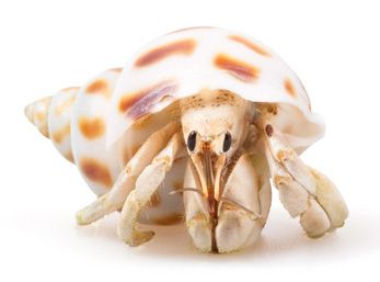 Pet Hermit Crab, Crab Stock, Crab Animal, Hermit Crab Care, Crab Species, Exo Skeleton, Sea Stuff, Creature Marine, Ocean Unit