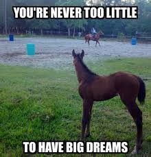 Horses Funny, Equine Quotes, Funny Horse Memes, Horse Meme, Horse Memes, Horse Quotes Funny, Funny Horse Pictures, Horse Jokes, Inspirational Horse Quotes