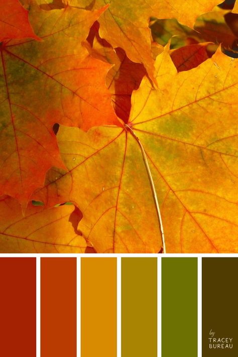 Color Palette Autumn, Palette Autumn, Color Palette From Image, 달력 디자인, Fall Palette, Color Schemes Colour Palettes, Deco Originale, Fall Color Palette, Design Seeds