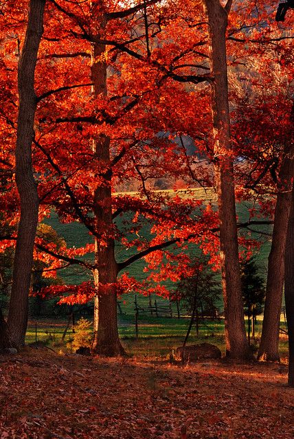 Leaves On The Ground, Lynchburg Virginia, I Love Autumn, Autumn Love, Colors Of Autumn, Colors Of Fall, Love Autumn, Autumn Scenes, Red Tree