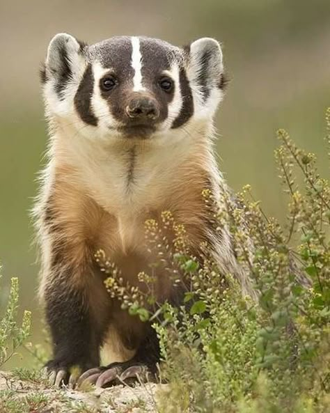 Badger Aesthetic, Badger Pictures, Badger Animal, Cute Badger, American Badger, Badger Illustration, Baby Badger, Honey Badgers, Hazel Village