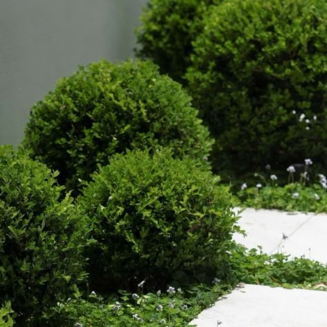 Garden Life on Instagram: "When selecting plants for your garden, repetition and rhythm brings cohesion and structure to the overall look. Here, we love the simple combination of Japanese box balls (Buxus microphylla var. japonica) and Native Violets (Viola hederacea) that frame the limestone pavers.⁠ ⁠ Plants available instore in limited quantities. Enquire in advance.⁠ ⁠ Design by Garden Life. Pic by Nick Watt.⁠ ⁠ #ourgardenlife #gardendesign #sydneygarden #smallgardendesign #gardenideas #gard Viola Hederacea, Buxus Balls, Box Balls, Buxus Microphylla, Sydney Gardens, Limestone Pavers, Provincial Style, French Provincial Style, Garden Life