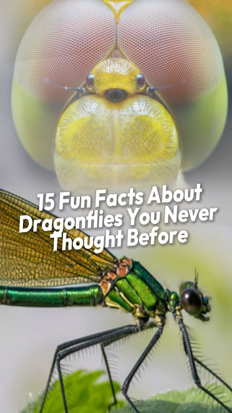 This list of facts about dragonflies will help you learn more about this incredible insect, especially its impact on the environment. So, we will give you 15 fun facts about dragonflies you never thought about before! No myth, no assumption, just a bundle of fun facts! Check them out. #awesomefacts #awesomefactsunbelievable #awesomefactsmindblowing #awesomefactsforkids #doyouknowfactsawesome #unbelievablefactsmindblowingawesome Dragonfly Meaning Spiritual, Animals Praying, Dragonfly Habitat, Dragonfly Facts, Types Of Dragonflies, Dragonfly Meaning, Birds Pictures, Dragonfly Larvae, Love Dragon