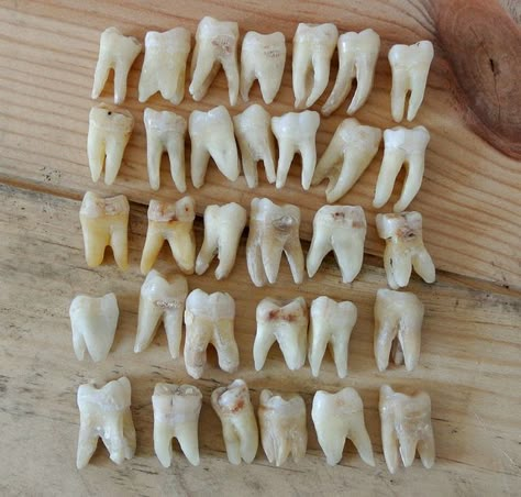 Human Teeth, Loose Tooth, Vulture Culture, Budget Planer, Sharp Objects, Tooth Fairy, Taxidermy, Clay Art, Art References