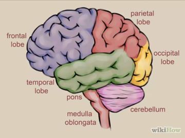 Brain Drawing Simple, Draw A Brain, Human Brain Drawing, Brain Models, Brain Drawing, Occipital Lobe, Beginner Sketches, Brain Anatomy, Brain Art