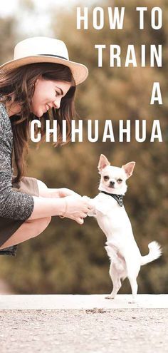 outside. Cute Chihuahua Pictures, Chihuahua Puppy Training, Chihuahua Training, Chihuahua Facts, Chihuahua Owner, Names Dog, Teacup Chihuahua Puppies, Dog Minding, Chihuahua Mom