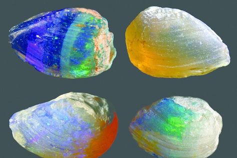 OpaliZed freshwater mussell shells 110 million years old Opal Resin, Water Opal, Jelly Opal, Mussel Shell, Peruvian Blue Opal, Honey Yellow, Geology Rocks, Mexican Fire Opal, Sedimentary Rocks