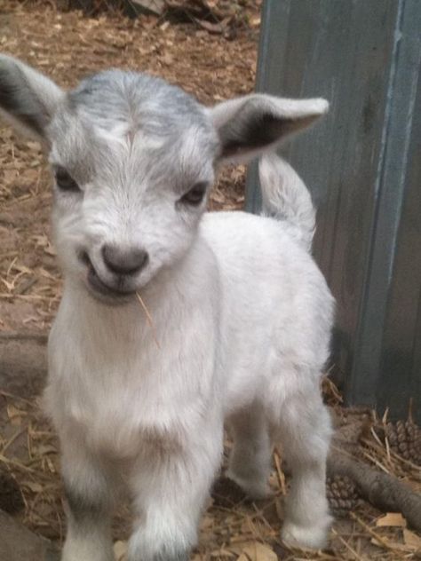 Pigmy Goat, Mini Sheep, Pygmy Goats, Mini Goats, Pet Goat, Pygmy Goat, Goat Farm, Baby Goat, Cute Goats