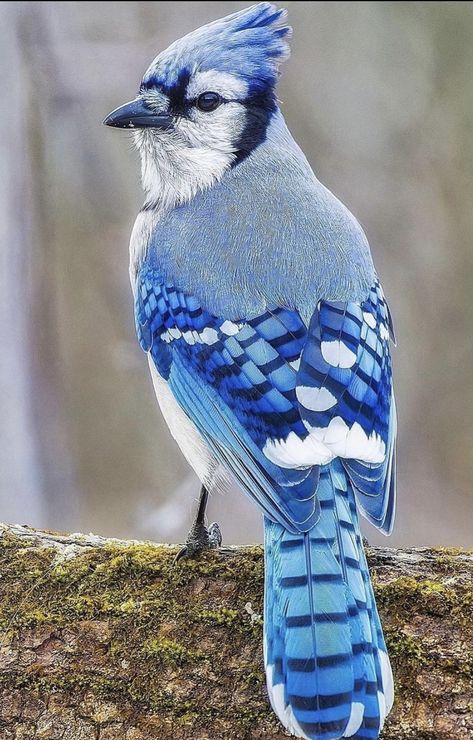 Pigeon Flying, Blue Jay Art, Blue Jay Bird, Wild Animals Pictures, Most Beautiful Birds, Inspiration Photo, Pretty Animals, Nature Birds, Open Studio