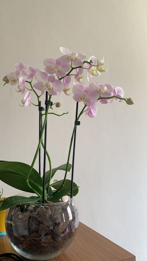 Orchid In A Vase, Plant Collection Display, Orhidee Flowers, Plants Display Ideas, Orchid In Vase, Plants Display, Orchid Vase, Indoor Orchids, Orchid Flower Arrangements