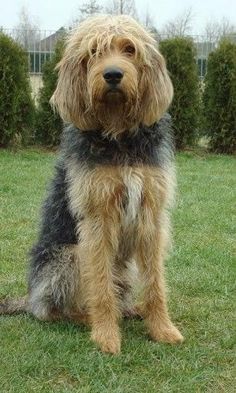 Otterhound Dog, British Dog Breeds, Dog Alphabet, Unusual Dog Breeds, British Dog, Dog Wallpapers, 115 Pounds, Hound Dogs, Rare Dog Breeds