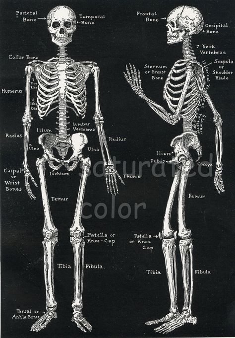 Human Skeleton Anatomy Vintage Diagram - Bones - Bony Scaffolding of Man's Body - 1935 Diagram. $12.00, via Etsy. Chiropractic Tattoo, Vintage Diagram, Human Anatomy Chart, Anatomy Vintage, The Human Skeleton, Human Skeletal System, Human Skeleton Anatomy, Anatomy Images, Skeleton Anatomy