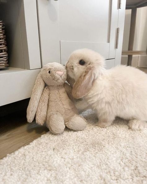 Bunny Room, Pet Bunny Rabbits, Regnul Animal, Jellycat Stuffed Animals, Bunny Care, Cute Bunny Pictures, Cute Small Animals, Bunny Pictures