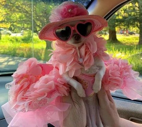 15 Photos Confirming That Chihuahuas Love Pink | Page 2 of 3 | PetPress A Dog, Chihuahua, Puppies, Sunglasses, The World, Pink